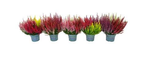 Calluna Starlight Mix 13cm Calluna Starlight Mix 13cm
