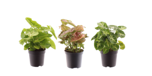 Syngonium Mix 7cm Syngonium Mix 7cm