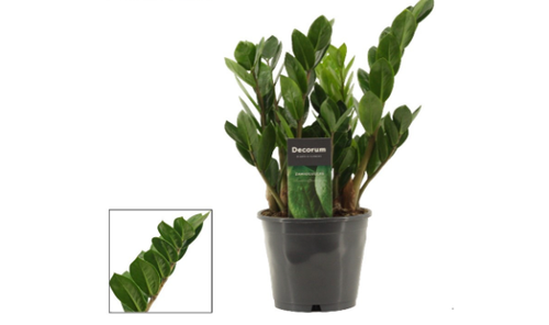 Zamioculcas Zamiifolia Lima 12cm Zamioculcas Zamiifolia Lima 12cm