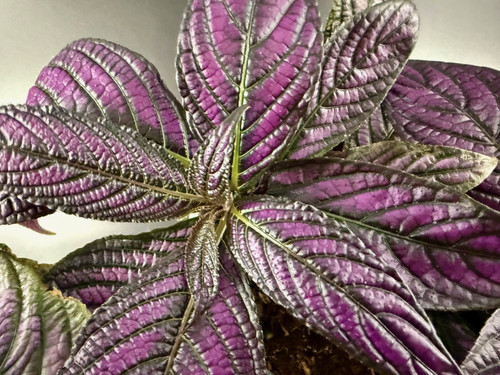 Strobilanthes - Persian Shield 13cm
