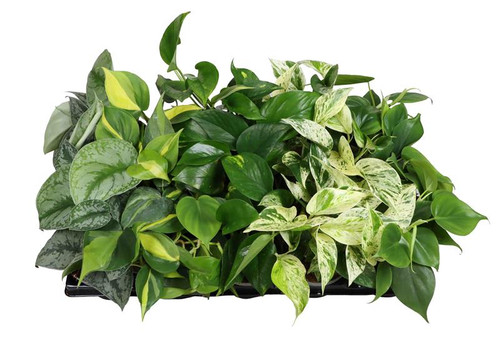 Foliage Trailing Mix 10.5cm