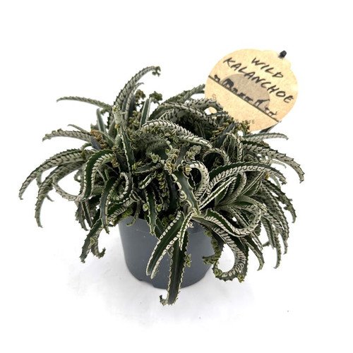 Kalanchoe Daigremontiana Wild Octopus 12cm