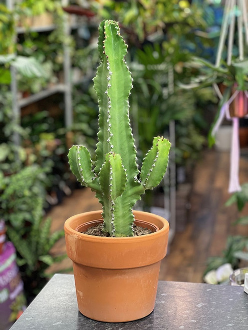 Cacti 21cm Euphorbia In Terracotta