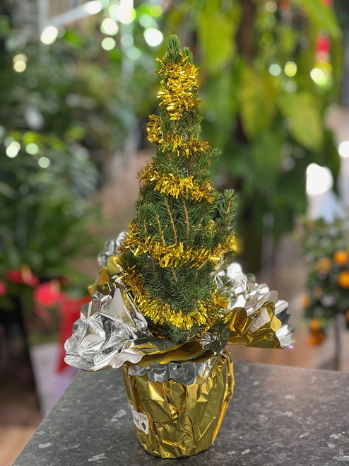 Picea Glauca Conica + Tinsel 15cm