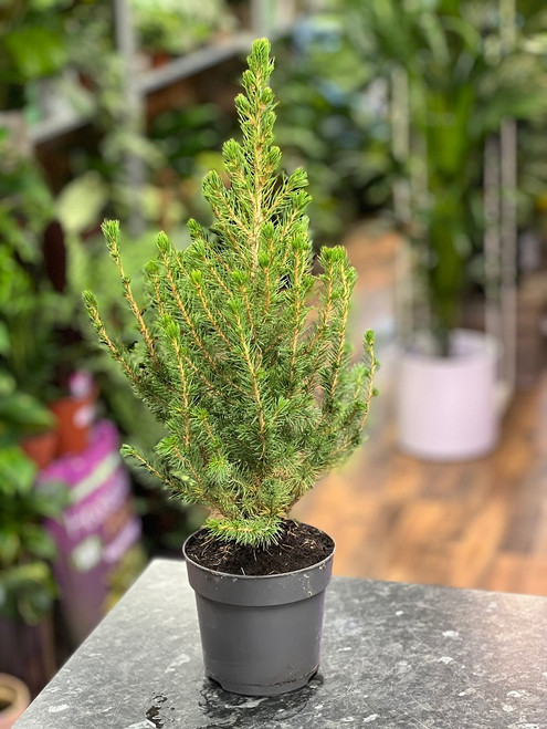 Picea Glauca Conica 15cm