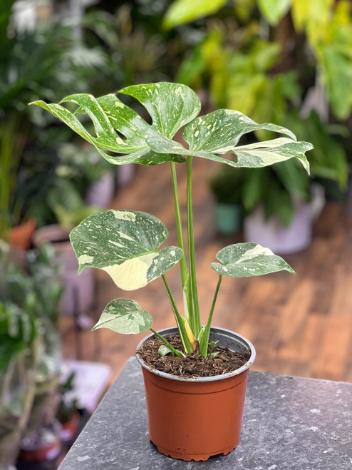 Monstera Thai Constellation 17cm