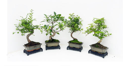 Bonsai Mix 15cm + Bonsai Stand