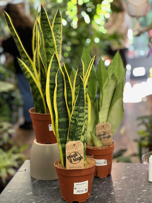 Sanseveria Trifasciata Mixed 14cm