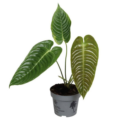 Anthurium Andraenum Veitchii 12cm - King Anthurium