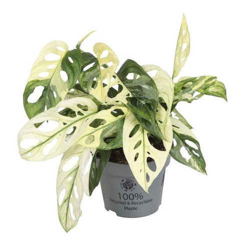 Monstera Obliqua Variegata 12cm