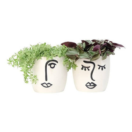 Compact Foliage in Expression Face Pot 6cm