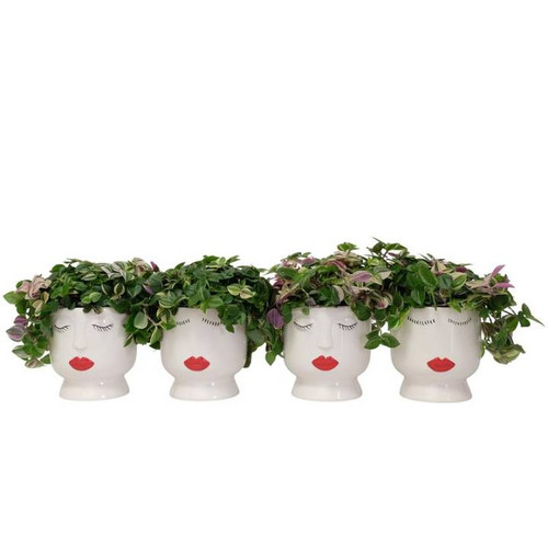 Compact Foliage in Face It Pot 11cm