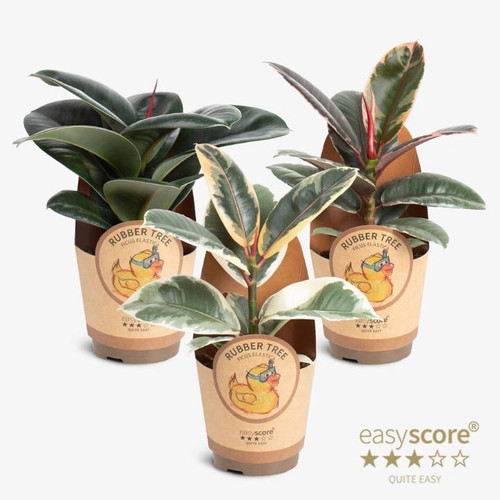 Ficus Elastica Mix 11cm