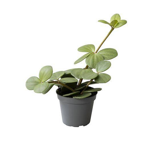 Peperomia Hope 6cm