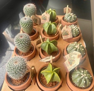 Cacti Mix in Terracotta Pot 7cm
