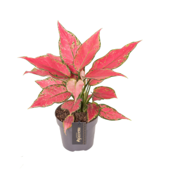 Aglaonema Cherry Baby 12cm
