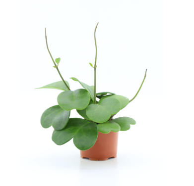 Hoya Kerrii Vine 12cm