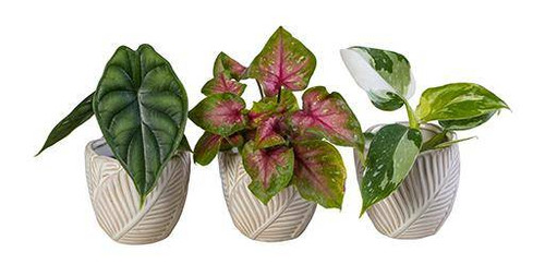 Exclusive Foliage Mix In Ceramic 6cm - L66066