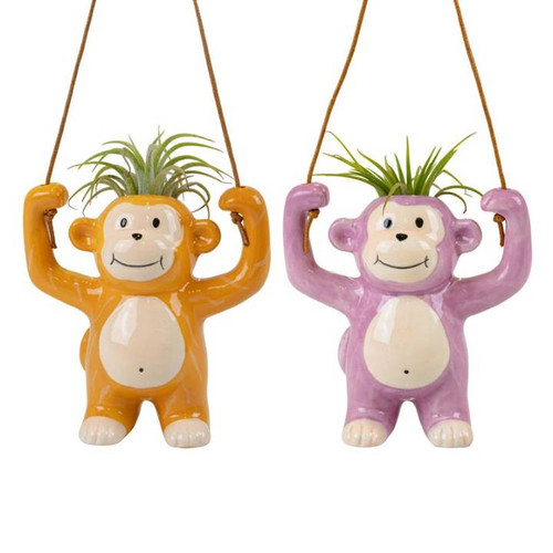 Tillandsia Hanging Harry - Monkey