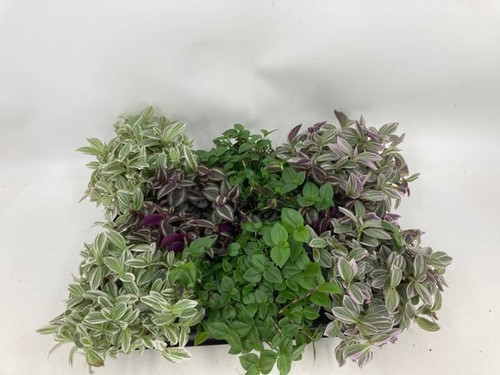 Tradescantia Mix 10.5cm