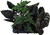 Alocasia Mix 12cm