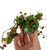 Peperomia Pepperspot 6cm