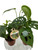 Monstera Mini Mix 6cm