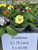 Primrose - Polyanthus 10c