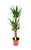 Yucca 2 Stem 24c Pot - 130c Tall