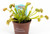Venus Flytrap 9c - Dionaea Muscipula
