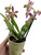 Phalaenopsis Orchid Mix 9cm