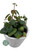 Peperomia Mini Trailing Mix 6c