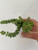 Crassula Marnieriana 6c