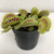 Venus Flytrap  6c - Dionaea Muscipula Venus Flytrap  6c - Dionaea Muscipula