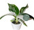 Philodendron White Wizard 6c