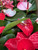 Anthurium Mix 14cm