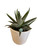 Haworthia Fasciata Big Band in Ceramic 5.5cm