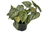 Philodendron Brandtianum 12cm