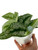 Scindapsus Pictus Trebie 12cm