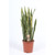 Sanseveria 21cm Pot 80-90cm Tall