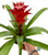 Guzmania Hope 12cm