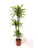 Dracaena Deremensis Lemon Lime 3 Stem 24cm Pot - 160cm Tall