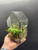 Houseplant Terrarium - House