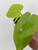 Philodendron Mini Trailing Mix 6c