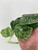 Philodendron Mini Trailing Mix 6c
