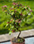 Malus Bonsai