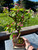 Malus Bonsai