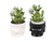 Dracaena Sanderiana Lucky Bamboo in Ceramic 15cm