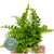 Nephrolepis Mix 6cm