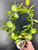Hoya Mix on Hoop - 12c Pot Aprrox 45c Tall